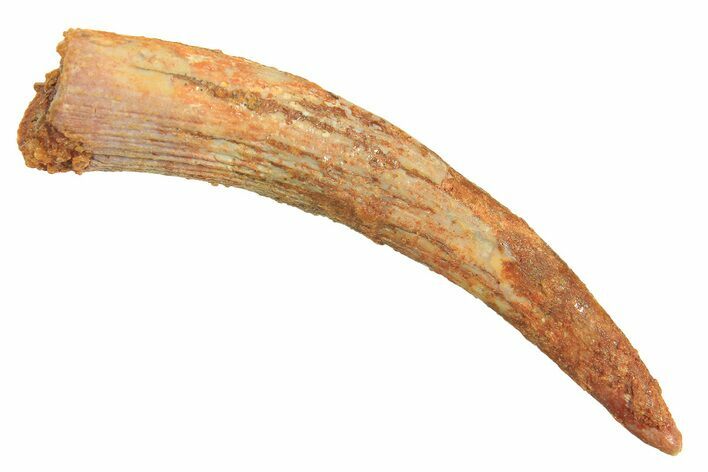 Fossil Pterosaur (Siroccopteryx) Tooth - Morocco #297031
